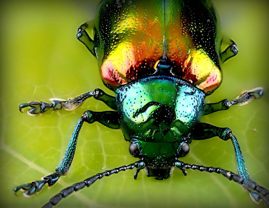 Beetle close up